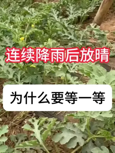 雨后西瓜千万别直接打药，西瓜雨后管理关键 #三农 #西瓜 #病虫害防治 #种植小技巧 #抖音助农