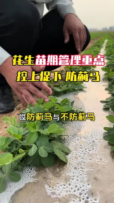 花生苗期管理的重点和效果#花生种植 #花生管理 #花生高产管理 #花生高产全程模式化管理 #毛国富大田高产管理