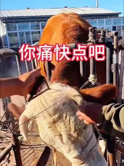 心疼牛牛#养牛 #养牛技术 #养牛人 #农村养牛