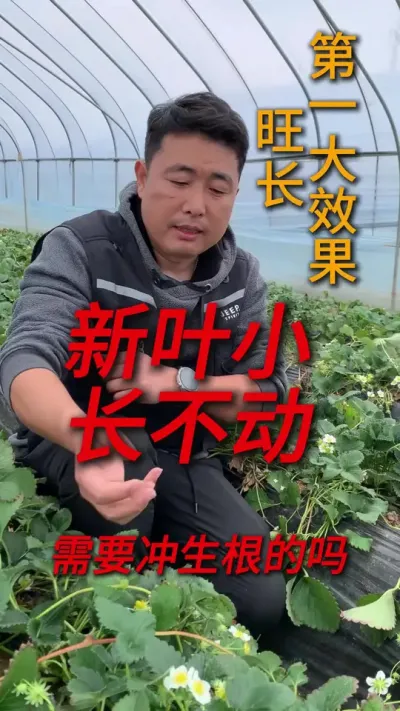 新叶小，需要生根吗 #草莓种植 #三农种植 #草莓种植管理技术和方法 #农业种植 #服务三农支持三农