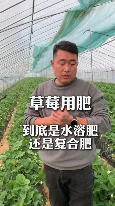 复合肥和水溶肥怎么选#草莓管理 #复合肥 #草莓采摘园 #草莓熟了