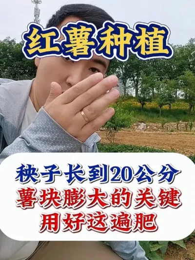 红薯薯块大，不空心，就用红糖加这个 #红薯种植 #红薯种植技术 #红薯高产 #红薯高产种植 #农业种植