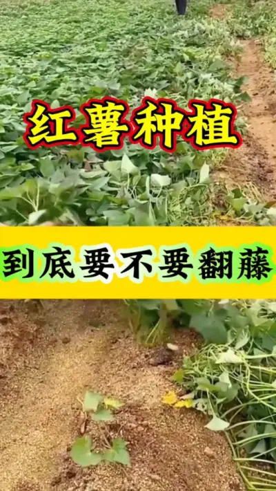 红薯种植到底要不要翻秧子 #红薯种植  #红薯高产  #红薯高产种植  #红薯种植技术  #红薯种植口诀