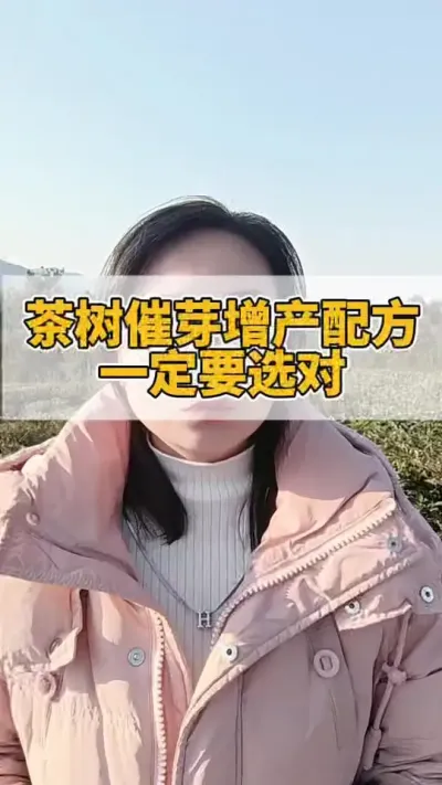 茶树催芽增产配方一定要选对#茶树 #茶树管理技术与指导 #茶树种植