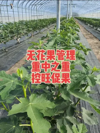 控旺是无花果管理中非常重要的工作，切记宁轻勿重#耿记无花果种植专业合作社 #无花果树苗