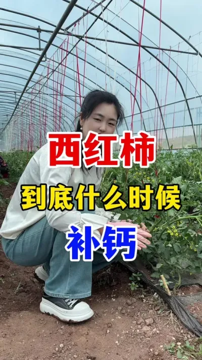 西红柿到底什么时候补钙 #西红柿种植 #西红柿种植技术