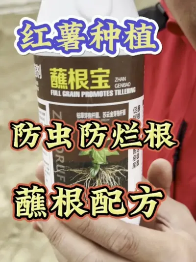 红薯种植防虫防烂根蘸根配方#红薯高产种植  #红薯高产  #红薯种植 #红薯种植管理