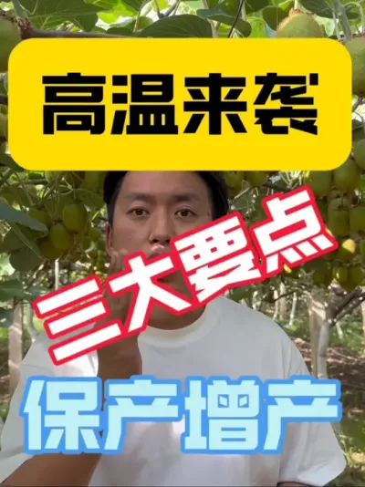 高温来袭，猕猴桃如何保产增产？ 果子不长华还日灼？老园树势弱，膨果速度慢？别急，三大要点，助你猕猴桃保产增产‼️#2025新农人计划 #猕猴桃种植 #果树管理