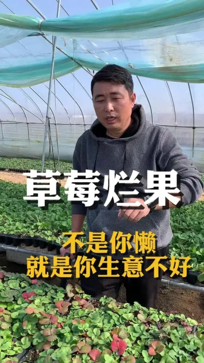 草莓烂果就是因为你懒#三农种植 #草莓种植管理技术和方法 #草莓种植