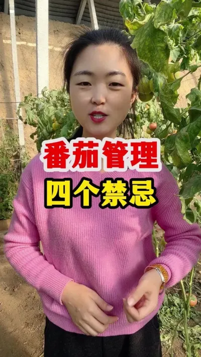 番茄管理有四个禁忌一定要知道 #番茄种植 #番茄种植技术