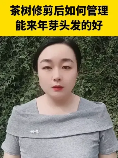 茶树修剪后如何管理能来年芽头发的好#茶树 #茶树种植 #茶树管理技术与指导