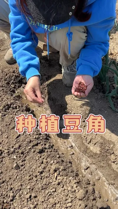 家庭小菜园种植豆角#三农 #抖音助农 #豆角种植方法和时间 #豆角种植管理 #记录我的种植生活