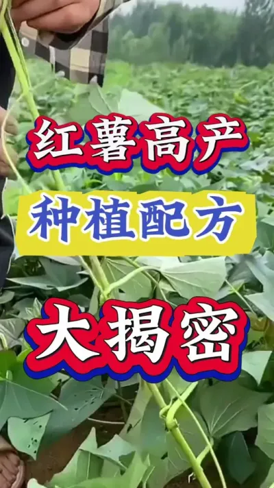 红薯高产种植配方大揭秘#红薯种植 #红薯高产 #红薯高产种植 #红薯高产种植管理方案