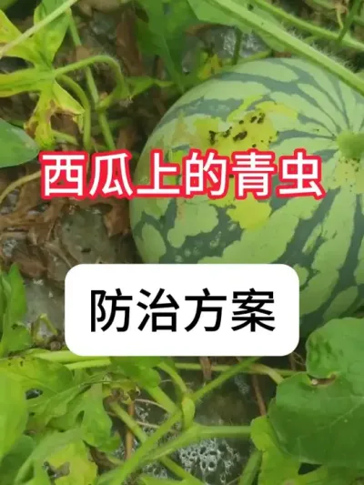 西瓜上青虫怎么防治好？西瓜虫害用药 #西瓜种植 #农业种植 #病虫害防治 #新农人计划 #抖音助农