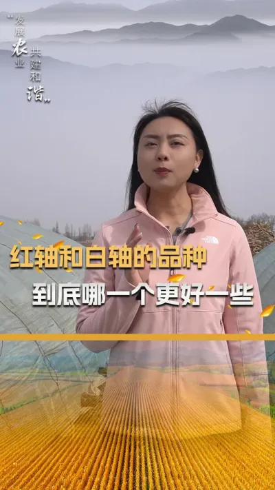 红轴和白轴的品种到底哪一个更好一些#玉米种植 #玉米种植技术 #玉米种子 #三农 #抖音新农人