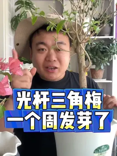 光杆子的三角梅，种了一个周发芽啦。 #养花 #养花小知识 #花卉 #花卉绿植 #盆栽