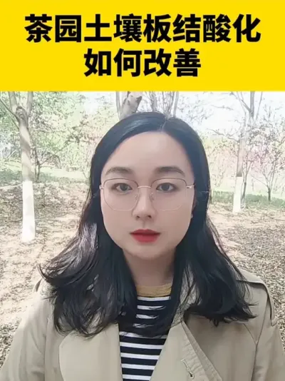 茶园土壤板结酸化如何改善#茶树 #茶树管理技术与指导 #茶树种植