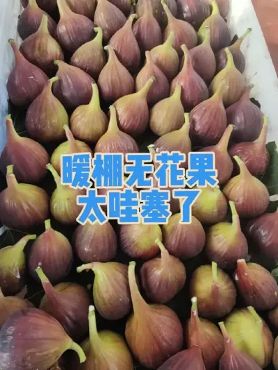 冬天成熟的无花果味如嚼蜡，春天成熟的无花果口感无敌、绝对哇塞😍💰✌#耿记无花果种植专业合作社 #暖棚无花果 #无花果树苗