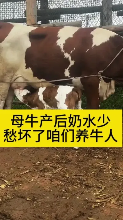 母牛产后奶水少或者没有奶，好用的方法要学会#养牛人 #农村养牛 #科学养牛 #西门塔尔 #养牛