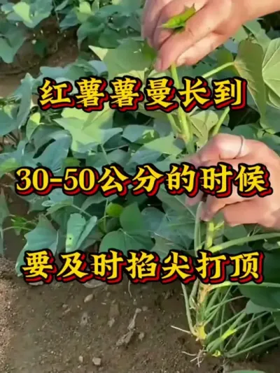 #红薯种植  #红薯高产种  #红薯高产  #红薯种植知识