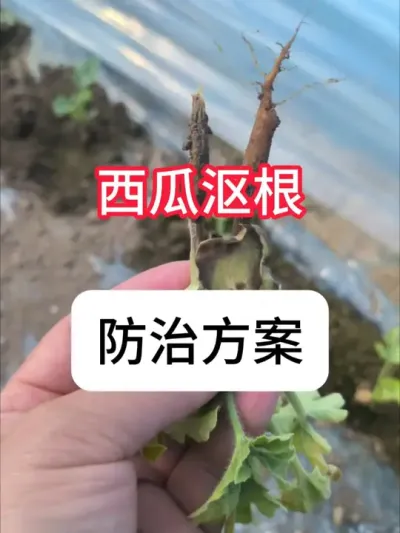 西瓜沤根是怎么回事？西瓜沤根解决方法 #农业种植 #抖音助农 #西瓜 #种植小技巧 #真赞农业