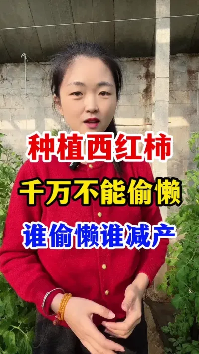 种番茄千万不可偷懒，这些事项都要做好 #西红柿种植 #西红柿种植技术