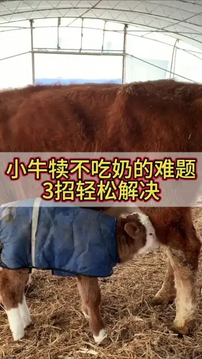 小牛不吃奶3个方法轻松解决#科学养牛 #养牛人 #农村养牛 #养牛 #养牛技术