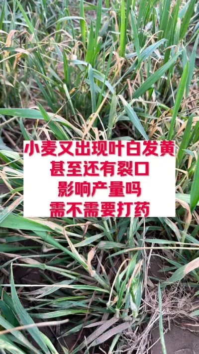 小麦叶尖发黄，发白，怎么回事 #分享农业知识帮农民增产增收 #支持三农扶持三农发展