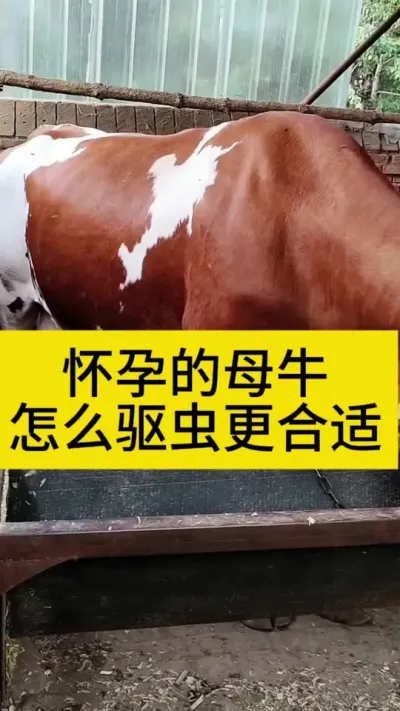 怀孕母牛怎么驱虫最合适#养牛人 #科学养牛 #农村养牛 #西门塔尔繁殖母牛 #母牛