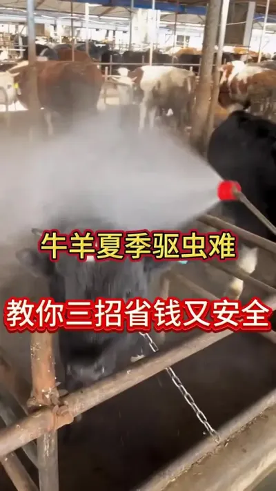 牛羊夏季驱虫难，教你三招省钱的方案#养牛 #养牛人 #农村养牛 #三农养殖 #牛羊养殖