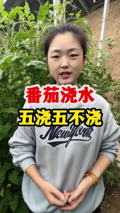番茄合理浇水做到五浇五不浇 #番茄种植#番茄种植技术
