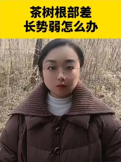 茶树根部差，长势弱怎么办#茶树 #茶树管理技术与指导 #茶逢春