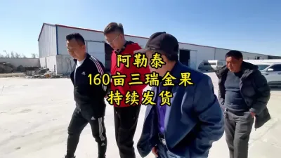 丰向标大片葫芦品种火热销售中#春耕进行时 #丰向标