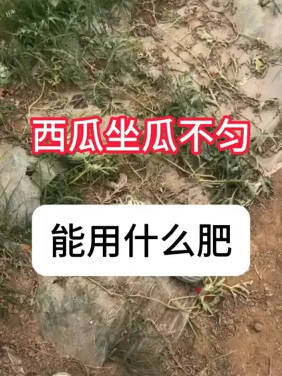 西瓜坐瓜不齐怎么解决？西瓜增产方法 #西瓜 #增产增收 #西瓜知识 #种植小技巧 #抖音助农