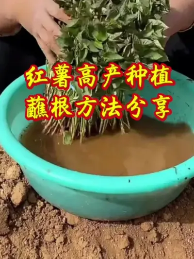 红薯想高产蘸根很重要#红薯种植 #红薯高产 #红薯高产种植 #红薯高产种植管理方案