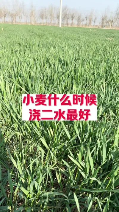 小麦什么时候浇二水最好 #分享农业知识帮农民增产增收 #支持三农扶持三农发展
