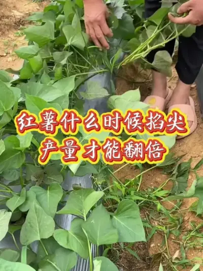 红薯怎么移栽高效又高产#红薯种植 #红薯高产 #红薯高产种植 #红薯高产种植管理方案
