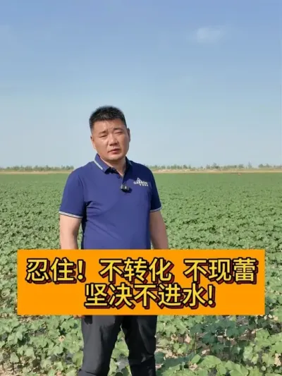忍住！不转化  不现蕾 坚决不进水！ #新农人计划2025#种植小技巧 #新农人计划 #农民种地不容易啊 #支持三农扶持三农发展
