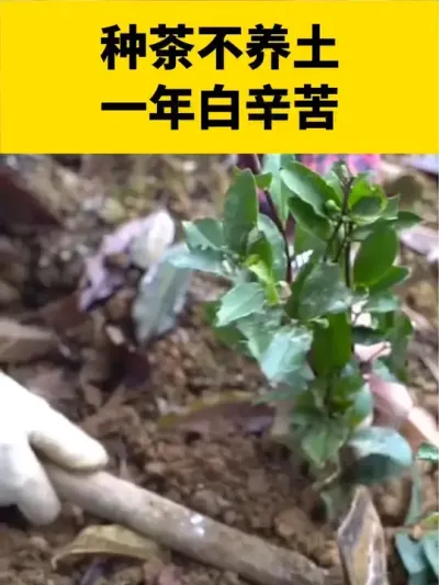 种茶不养土，一年白辛苦#茶树#茶树种植 #茶树种植技术与管理