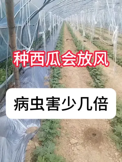 西瓜种植 西瓜棚什么时候放风？瓜棚防风口诀#农业种植 #西瓜种植 #种植小技巧 #大棚种植 #真赞农业