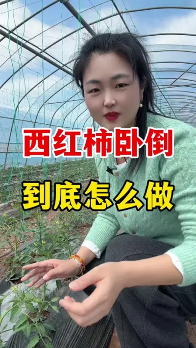 西红柿卧倒到底应该怎样做？#西红柿种植 #西红柿种植技术
