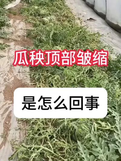 瓜秧萎蔫皱缩卷叶是什么原因？ #西瓜 #三农 #病虫害防治 #抖音助农 #农业种植