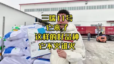 2025年最快销售的食葵品种