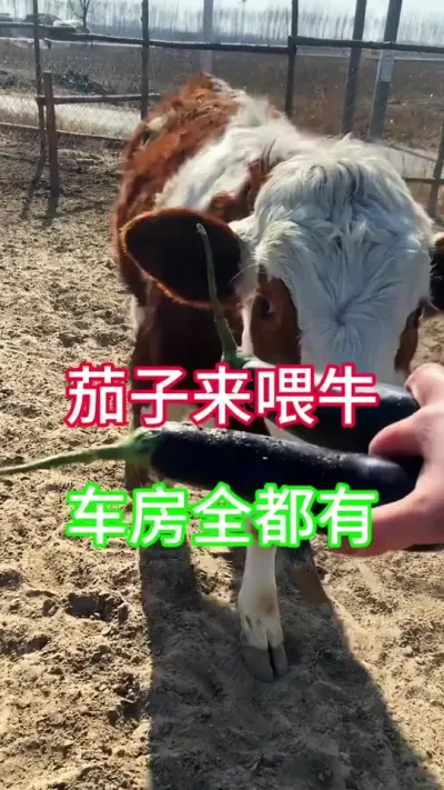 茄子来喂牛，车房全都有#养牛 #养牛技术 #农村养牛 #牛羊养殖 #养牛知识