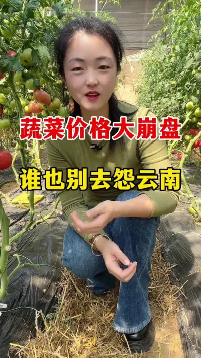 蔬菜价格大崩盘，谁也别去怨云南#西红柿种植 #西红柿种植技术