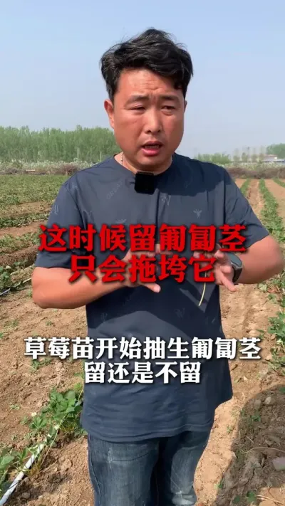 草莓苗抽生匍匐茎，什么情况下可以留 #种草莓 #草莓种植 #草莓种苗 #三农 #草莓育苗基地