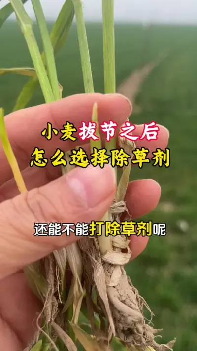 小麦拔节之后还能不能打除草剂#小麦除草剂 #小麦种植管理技术 #小麦拔节 #小麦年后管理 #毛国富大田高产管理