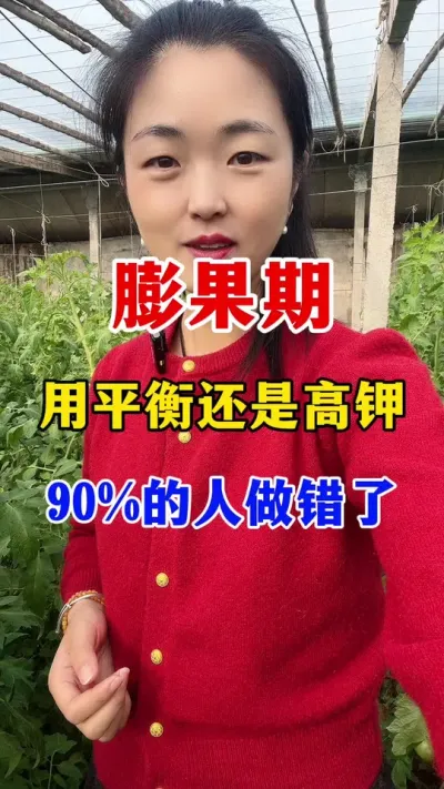 膨果期用平衡还是高钾？ #西红柿种植 #西红柿种植技术