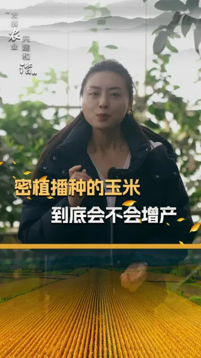 密植播种的玉米到底会不会增产#玉米种植 #玉米种植技术 #玉米种子 #三农 #抖音新农人