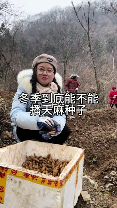 冬天到底能不能播天麻种子 #新农人计划 #天麻种子#天麻种植 @抖音小助手